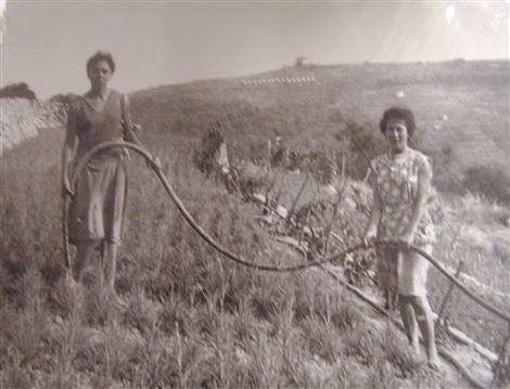 1950 - Lavori nei campi